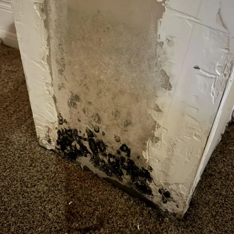 Professional Mold Removal in Peachtree Corners, GA